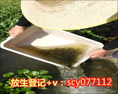 南京个人放生的地方，南京渔民捕获1米多长“胭脂鱼王”已就地放生